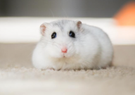 仓鼠可以用筷子磨牙吗（为什么）