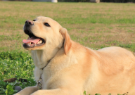 拉布拉多乱咬东西怎么办（是为什么）