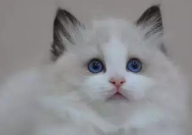布偶猫一天喝多少水(多少毫升)