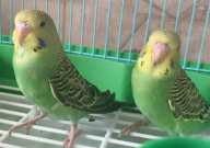 虎皮鹦鹉能群养吗(还是单养好)