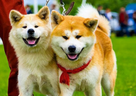 秋田犬适合新手养吗(为什么)