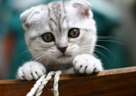 折耳猫能生育吗(有生育能力吗)