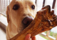 宠物狗能吃骨头吗（会怎样）