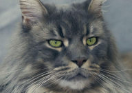 缅因猫尾巴什么时候爆毛（正常）