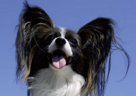 蝴蝶犬为什么禁养(原因)