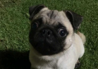 巴哥犬为什么这么调皮(比较闹)