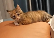 土猫会在猫砂里上厕所吗（怎么教）