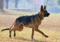 警犬是什么品种的狗(一般)