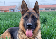 德国牧羊犬适合女生养吗(女生可以养吗)