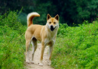 拉布拉多和中华田园犬的区别(在哪里)