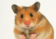 仓鼠可以吃黄豆吗(为什么)