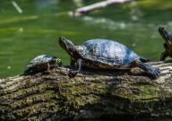 巴西龟用冬眠吗（为什么）