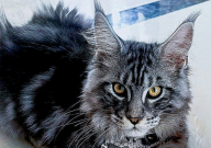 缅因猫什么花色最贵（最好看）