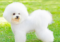 比熊幼犬打嗝怎么回事(缓解方法)
