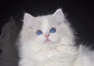 布偶猫鼻头黑色好还是粉色好(为什么)