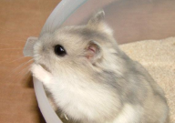 仓鼠会认主吗(通过哪些方面)