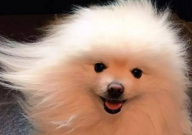 博美犬拉稀带血怎么办(吃什么药)