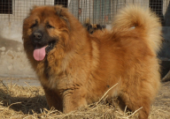 高加索犬适合家养吗(养起来危险吗)