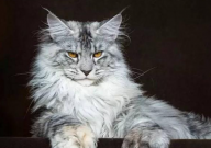 缅因猫洗澡多少钱（一次）