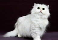 波斯猫掉毛严重怎么办(怎么回事)