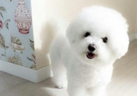 比熊能吃枇杷吗(怎么吃)