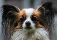 蝴蝶犬串串智商高吗（聪明吗）