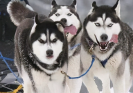 哈士奇可以吃红薯吗（为什么）