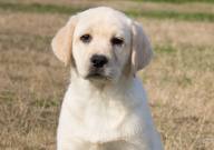 拉布拉多和金毛哪个更好养（适合新手养）