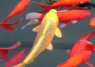 锦鲤炸鳞能自愈吗(能不能治好)