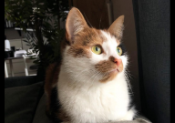 宠物猫怎么养（注意事项）