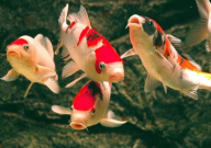 锦鲤鱼肚子鼓胀怎么急救(治疗)