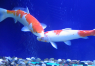 蝴蝶锦鲤趴缸怎么办（怎么回事）