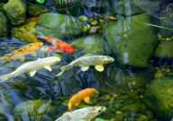 锦鲤要打氧吗(正确方法)
