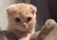 养折耳蓝猫需要注意哪些(事项)