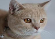 宠物猫能吃生鱼吗(为什么)