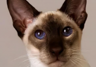 暹罗猫怎么挑（选品相）