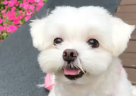 马尔济斯犬公的好还是母的好(区别)