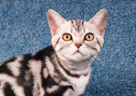 偷偷带宠物住酒店被发现咋办(后果会怎样)