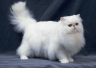 异瞳波斯猫价格多少钱一只(大概)