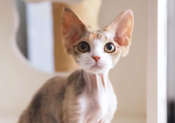 德文卷毛猫智商高吗(学习能力)