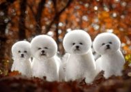 比熊鼻子湿是怎么回事(正常不)