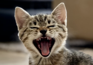 猫养多久才会认主人(几个月)
