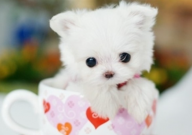 为什么不能养茶杯犬(原因)