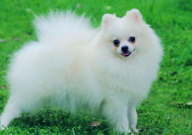 宠物雾化用什么药(效果好)