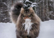 世界上最贵的猫是什么品种(图片)