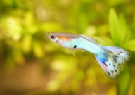 孔雀鱼拉黑屎是不是就生完了(说明已经产完仔了吗)