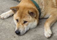 中华田园犬怎么看纯不纯(分辨)