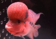 罗汉鱼可以群养吗(打架吗)