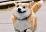 宠物兔和宠物狗哪个好养(比较)