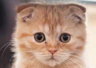 为什么不养折耳猫(原因)
